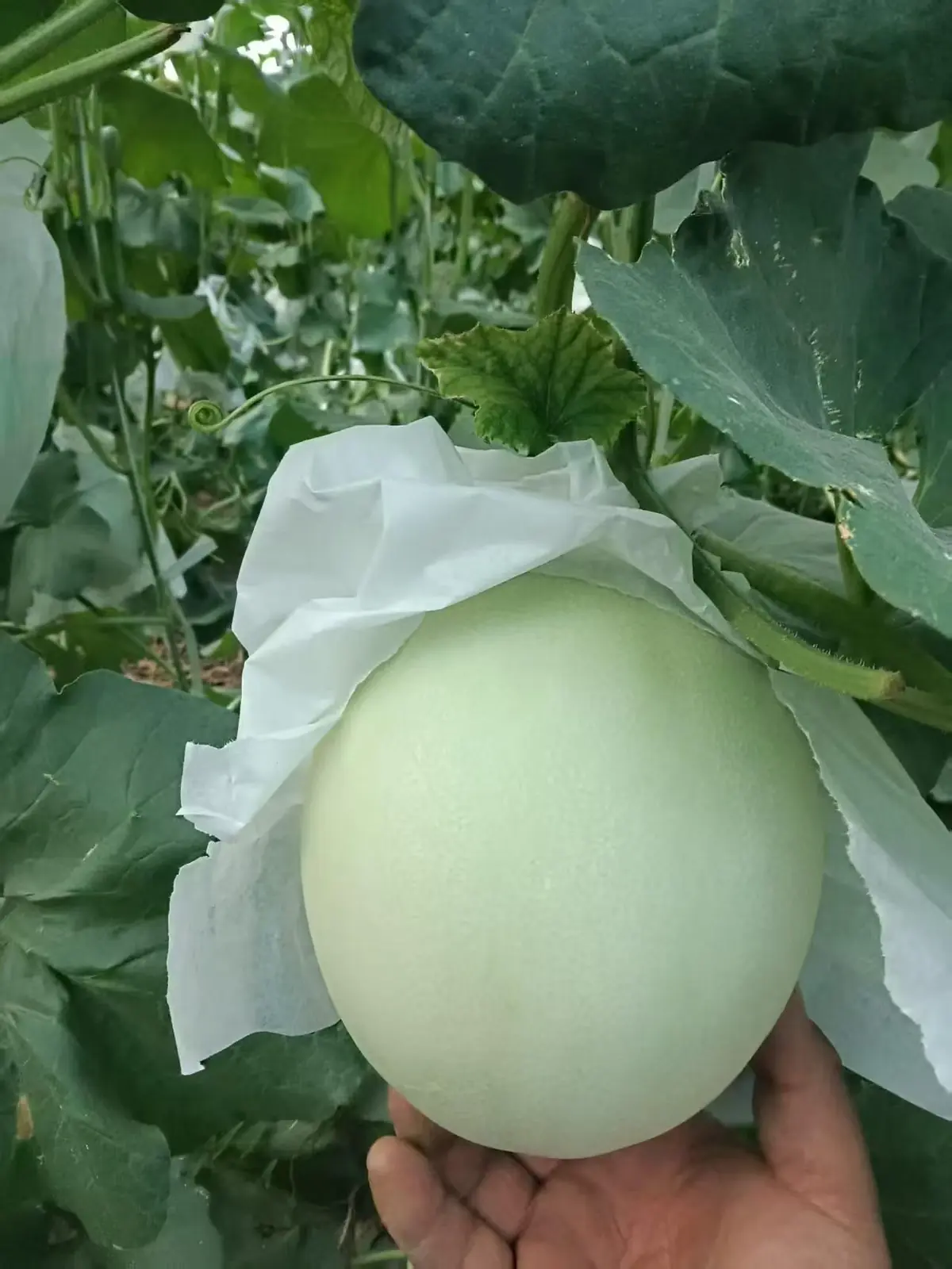 新疆哈密田間實拍：手托生長中的哈密瓜，果實覆白色保護紙，背景為瓜藤。