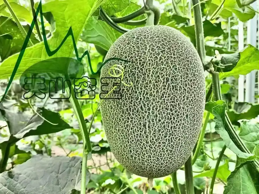 新疆哈密原產地實拍：藤上生長的密網紋西州蜜瓜